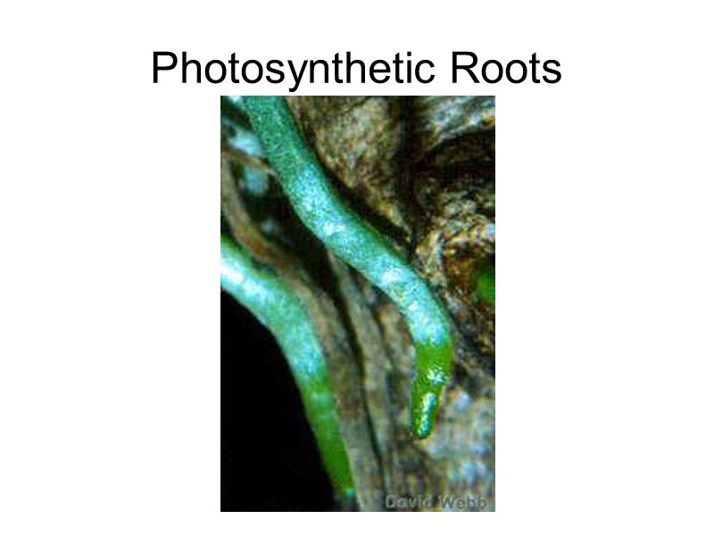 Photosynthetic Roots